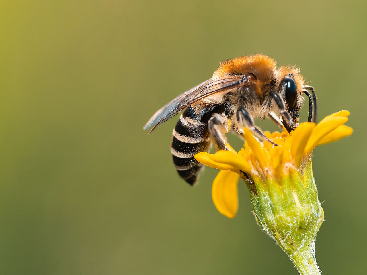 Bee on Flower