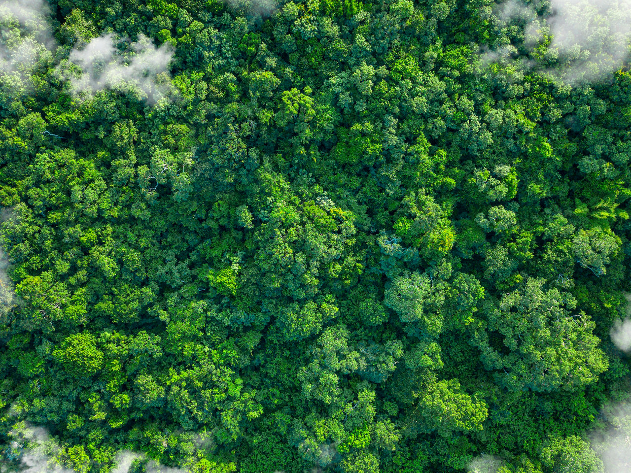 The photo shows a tropical green forest and nature from above with clouds, from a bird's eye view. The green lungs of the earth. The image symbolizes the sustainable use of nature and the importance of nature for people on earth, as well as the rare and precious beauty of untouched nature.
Impact of human activities on nature and the environment. Innovative ideas and promotion of sustainability. Sustainable Development. Carbon-neutral, CO2-free, low-carbon power generation, Eco-Friendly Business Idea. Environment-friendly Company Supply chains and manufacturing processes reducing gobal ecological Footprint. Environmental regulations. Making Value Chains Sustainable. Green Technology development. ESG-Investing, green investment funds and stocks, green climate fund, Sustainable investment products, Impact funds, Impact investing, ESG-Ratings, ESG Score. Green Business. Environmentally sustainable companies. Investing with a good conscience. Responsible Investing.
